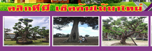 ขายต้นไม้จัดสวนจันทบุรี